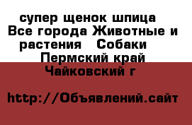 супер щенок шпица - Все города Животные и растения » Собаки   . Пермский край,Чайковский г.